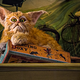 Illustration for article titled Creatures From The emHarry Potter/em Spinoff Movie Appear In The Real World